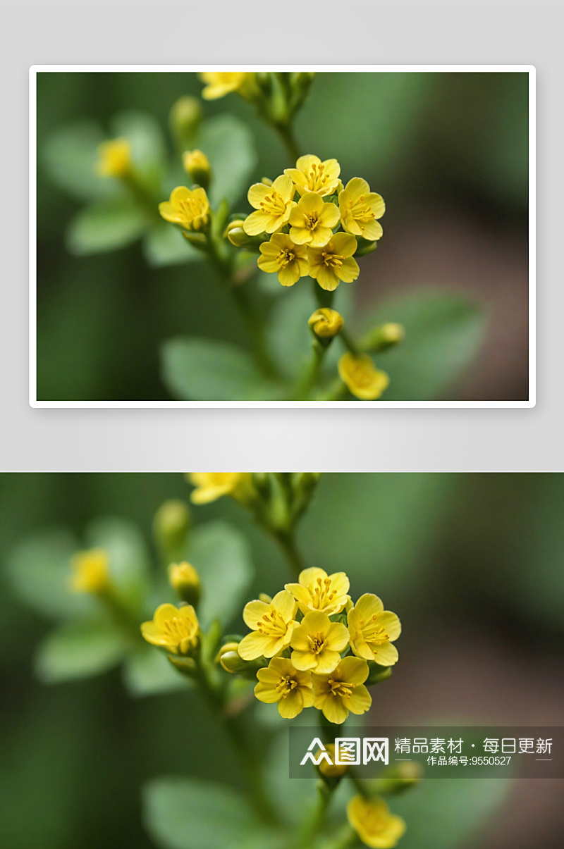 春天黄色小花微距图片素材