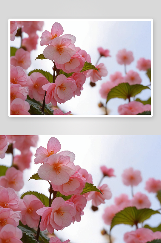 春天花朵海棠花图片