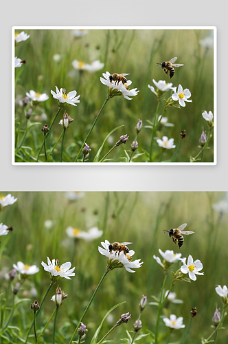 春天花朵飞舞小蜜蜂图片
