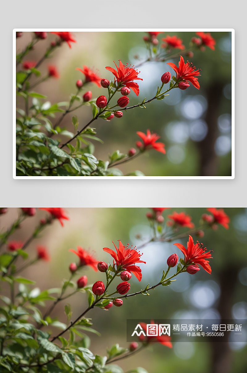 春天红色花朵低视角大光圈特写图片素材