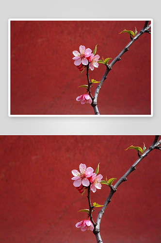 春天红墙映衬中粉色榆叶梅花蕾图片