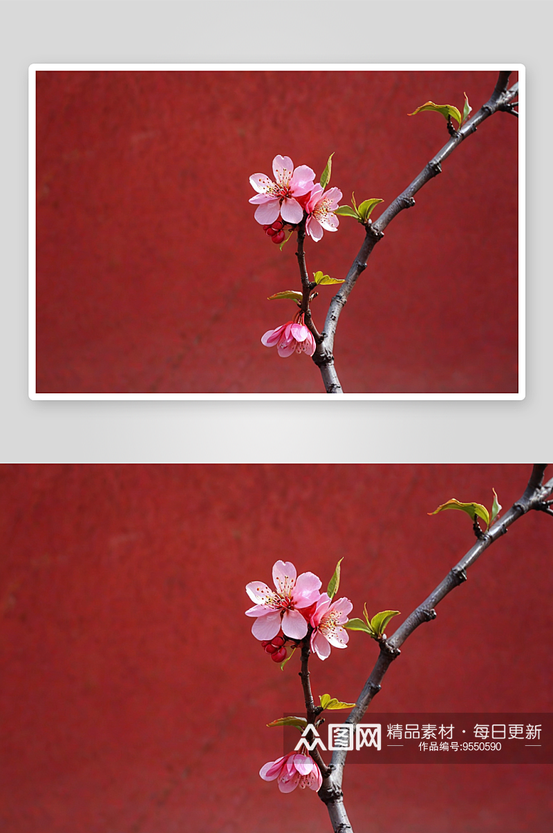 春天红墙映衬中粉色榆叶梅花蕾图片素材