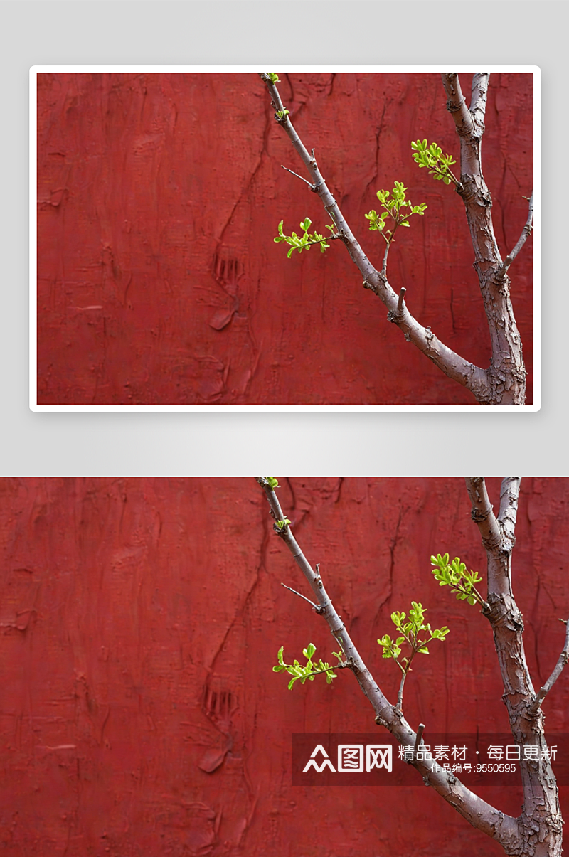 春天红墙背景下树木萌发新芽图片素材