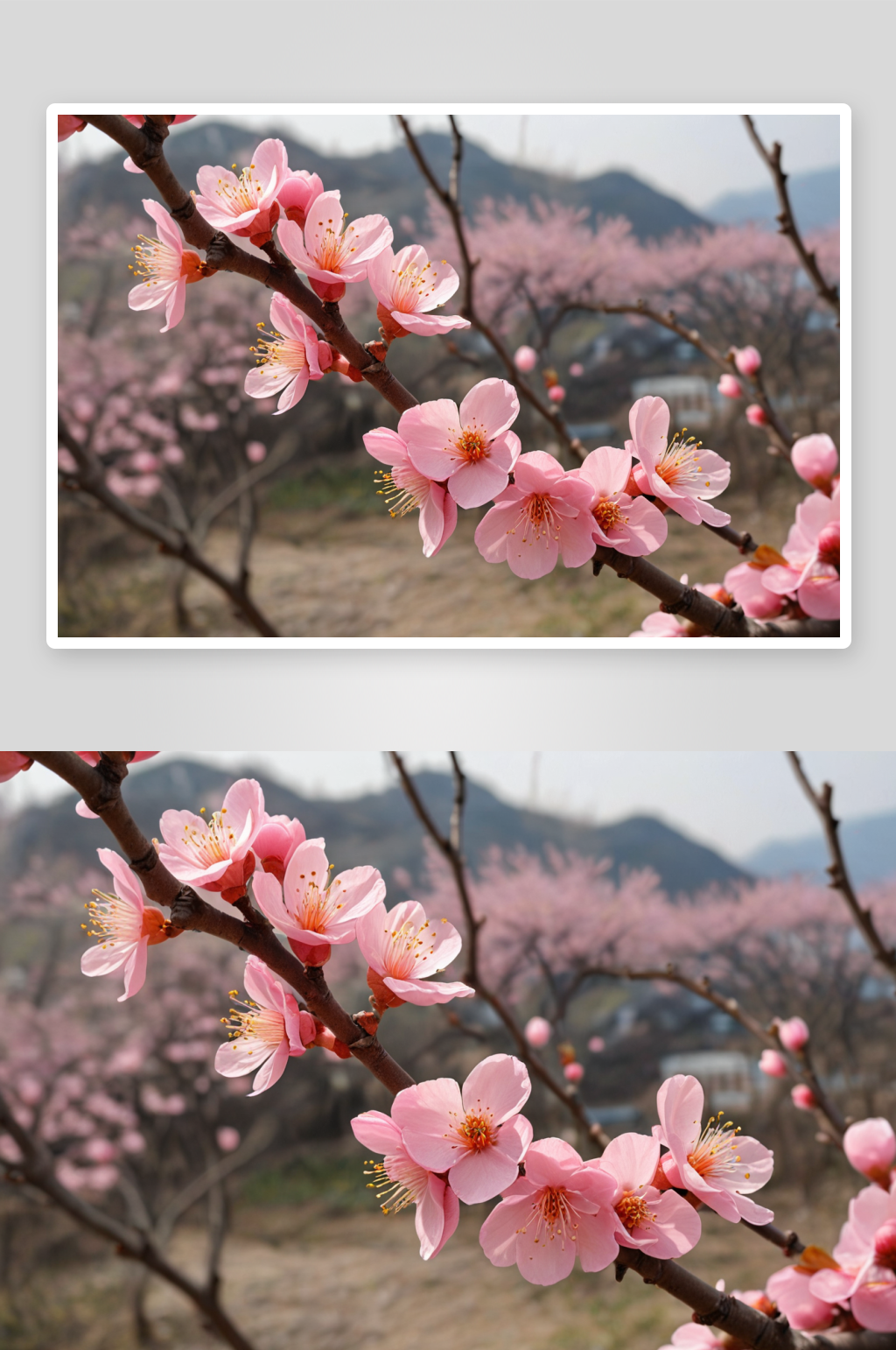 山亭公园内粉色杏花图片素材