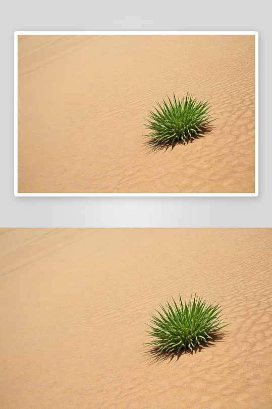 沙漠中绿色植物希望生长图片