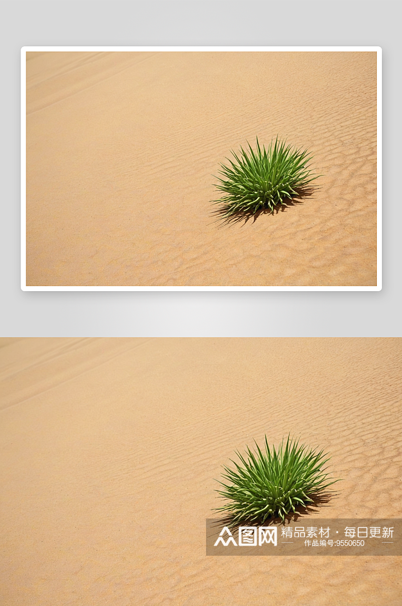 沙漠中绿色植物希望生长图片素材