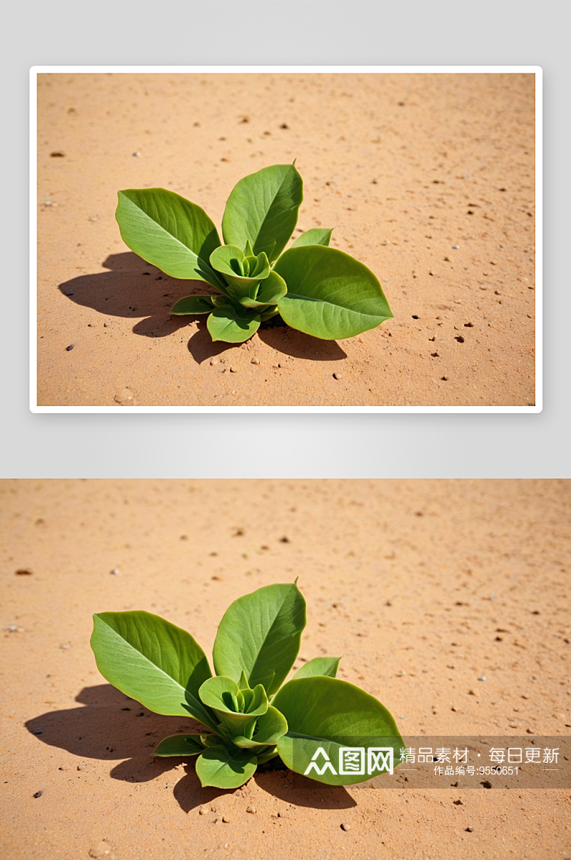 沙漠中绿色植物特写希望生长图片素材