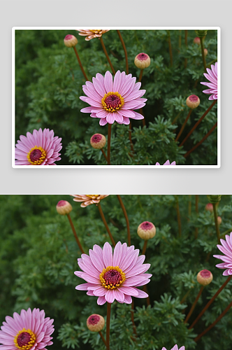 木茼蒿菊花高清特写花卉图片