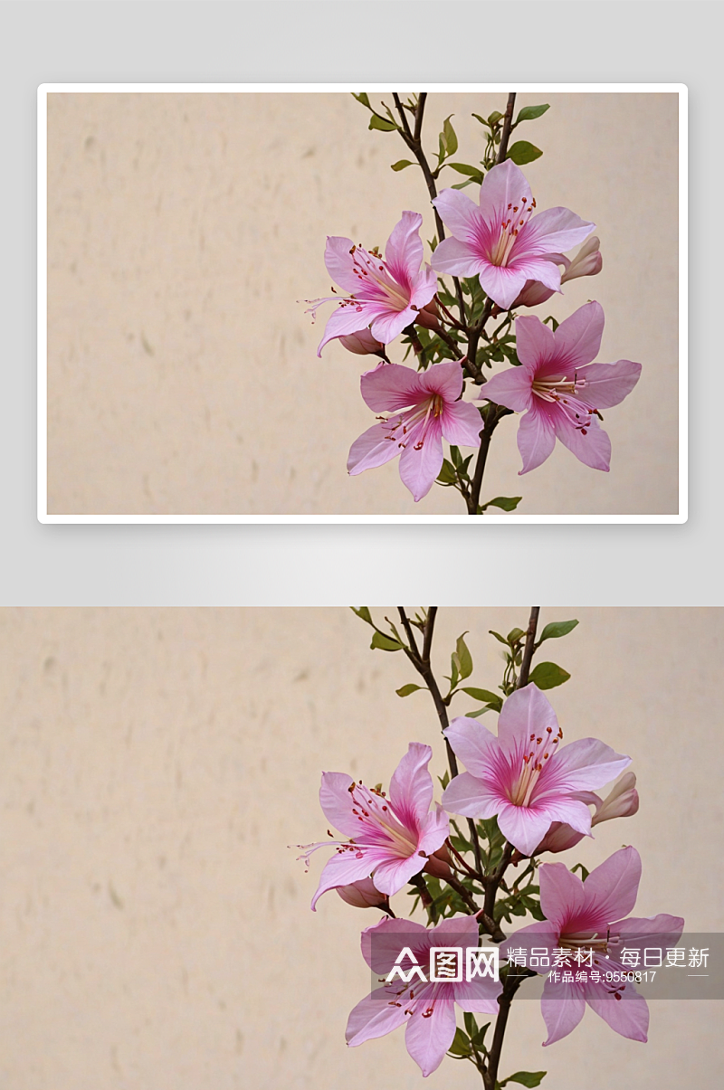 蜜蜂紫荆花高清特写花卉图片素材
