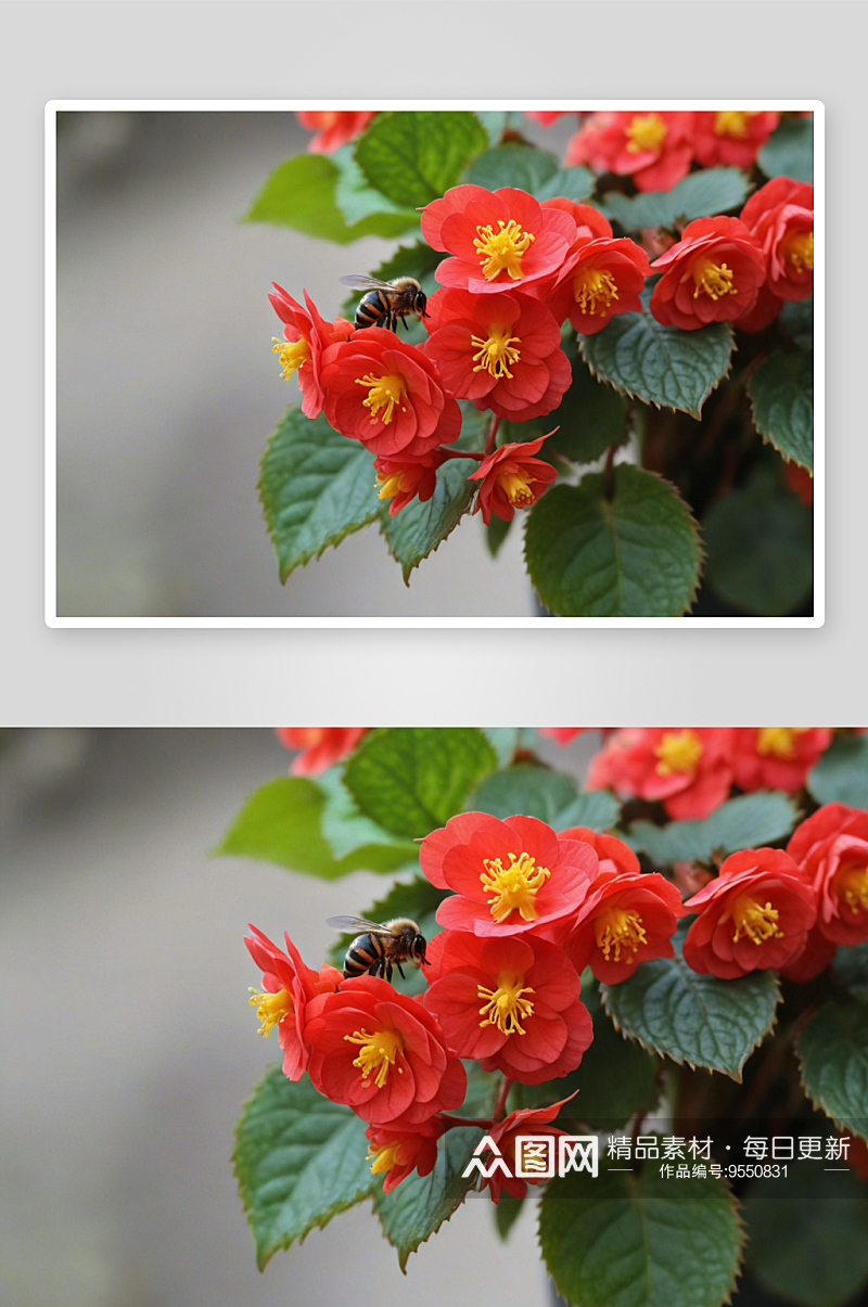 蜜蜂海棠花高清特写花卉图片素材