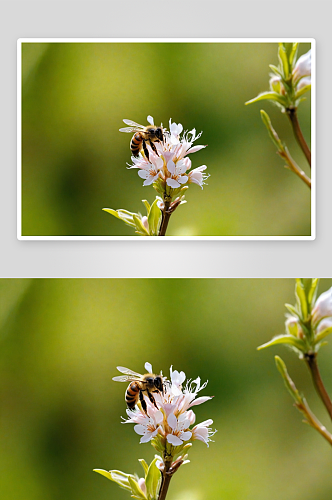 春天绽放盛开花苞蜜蜂图片