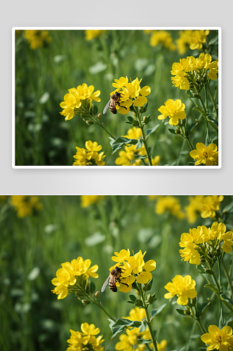 春天油菜花蜜蜂采蜜图片