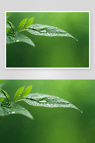 春天叶子绿色水滴谷雨图片