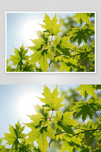 春天阳光下新长出叶子枫树叶植物图片