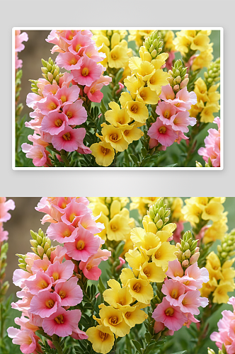 春天阳光明媚金鱼草开出黄色粉色花图片