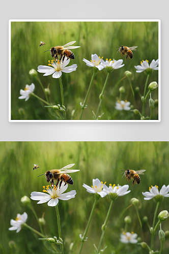 春天花朵飞舞小蜜蜂图片