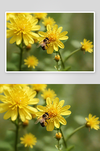 春天采蜜蜜蜂图片