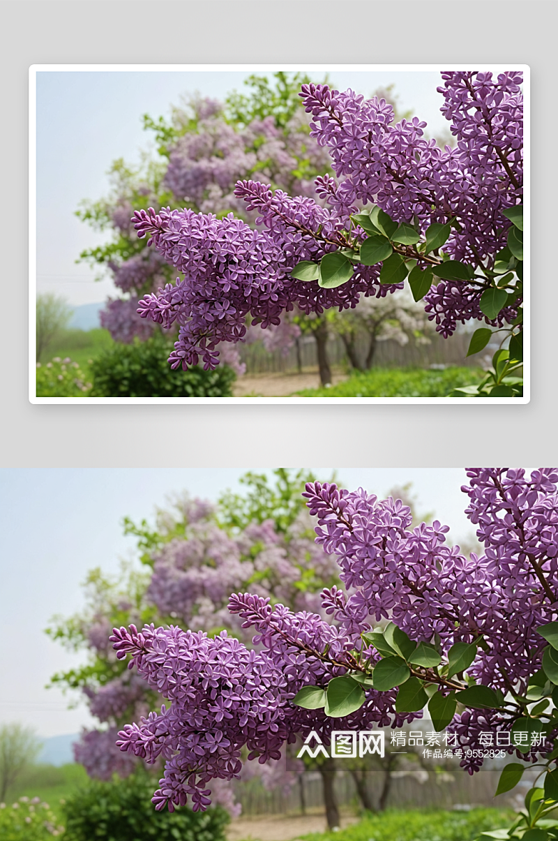 春季盛开丁香花图片素材