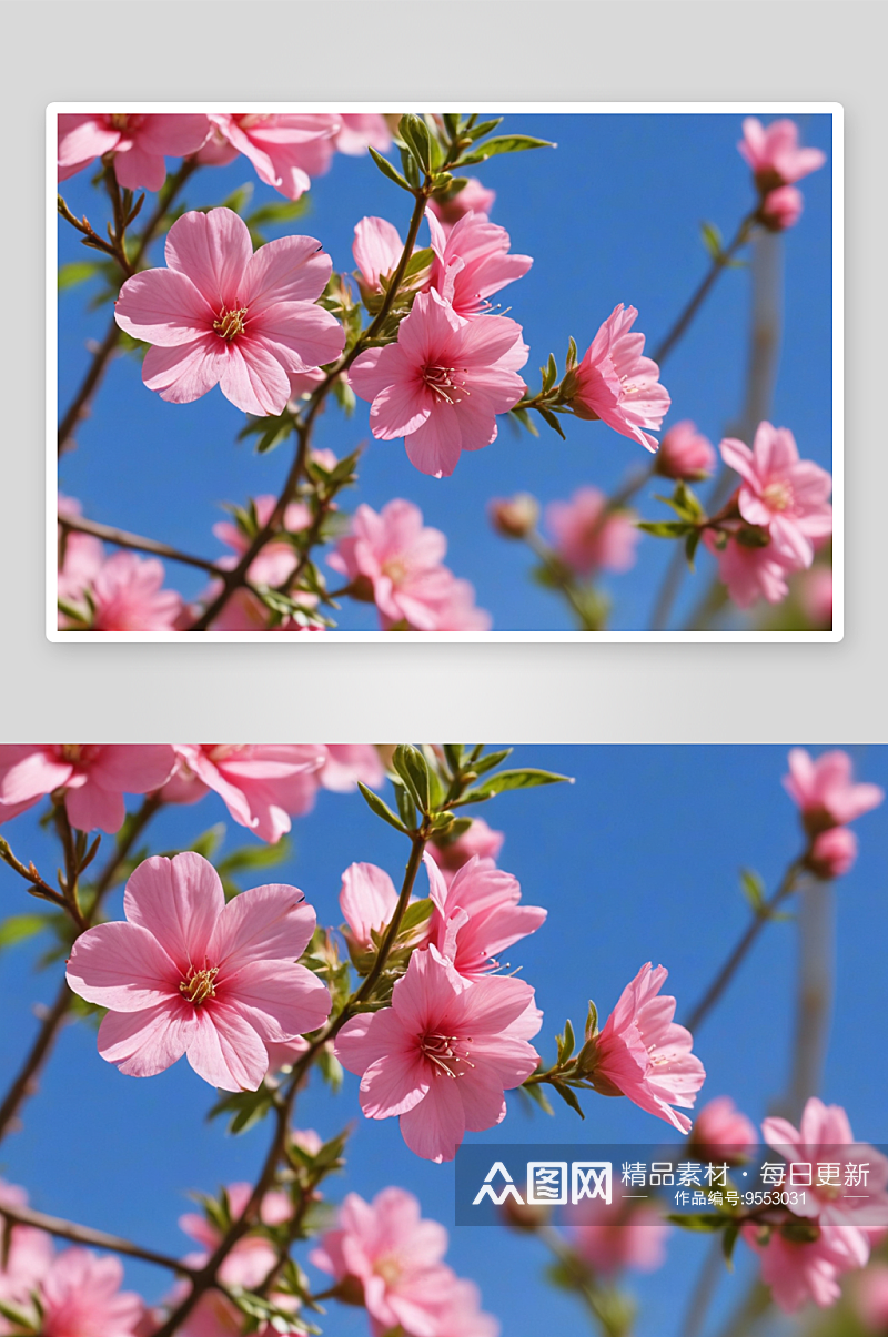 春季粉红花朵特写图片素材