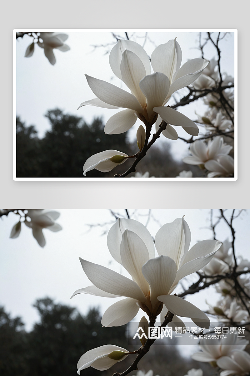 白色玉兰花高清特写花卉图片素材