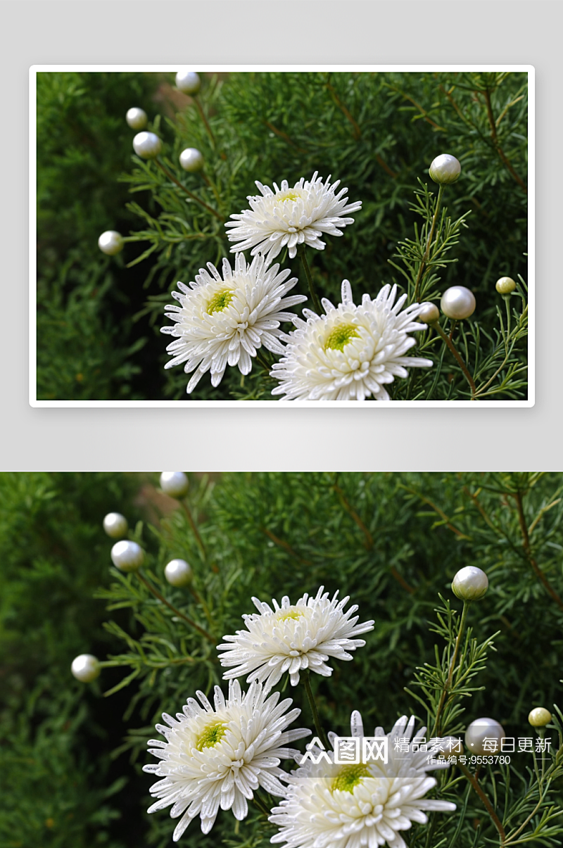 白色绣线菊蜂麻黄草珍珠梅石楠花图片素材