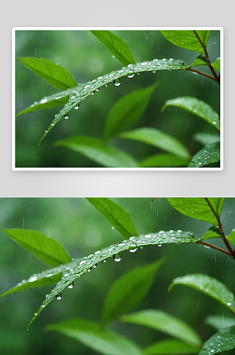 绿色叶子水滴雨季图片