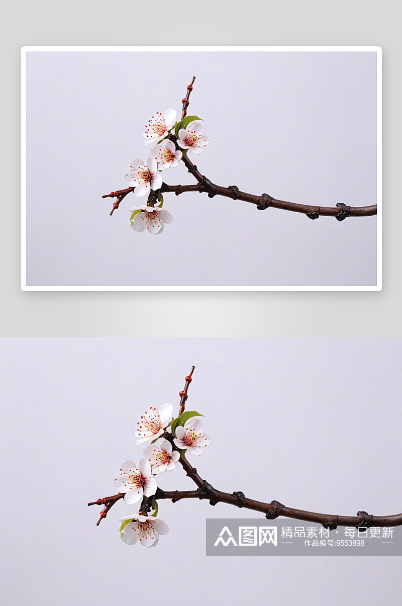 萝岗香雪梅花图片素材