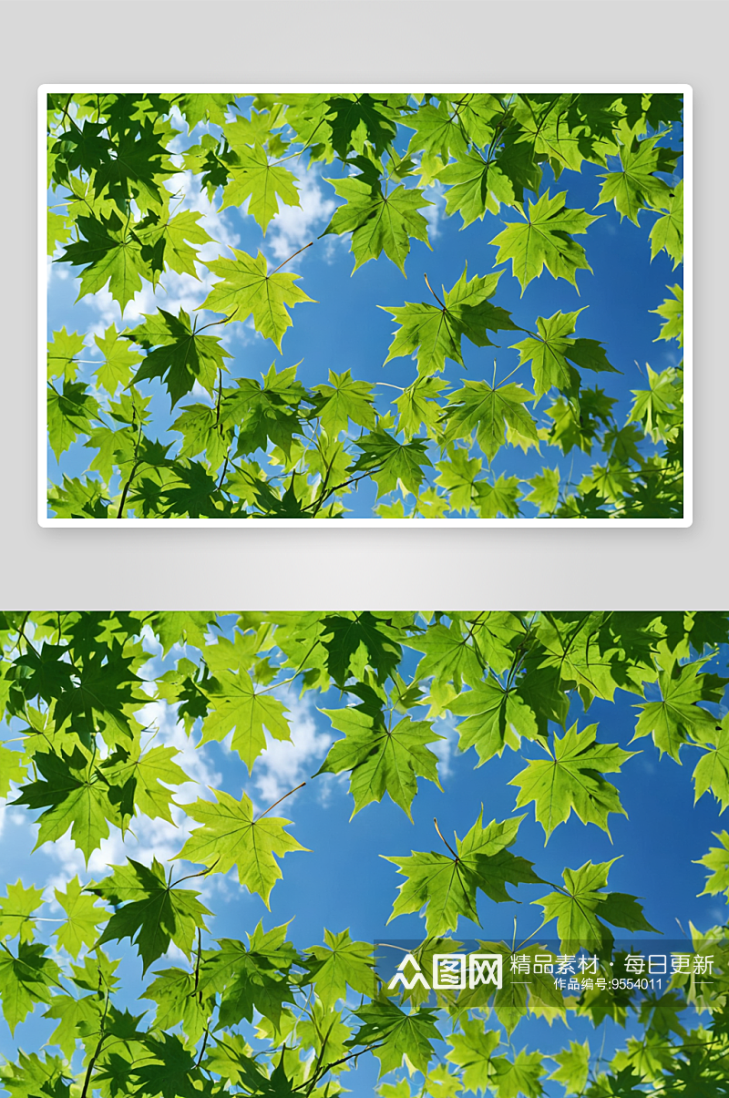 蓝天衬映下绿色枫叶图片素材