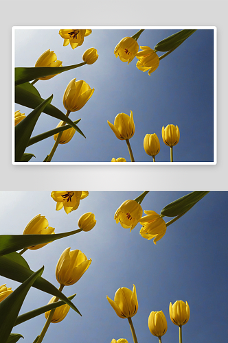 黄色郁金香高清特写花卉图片