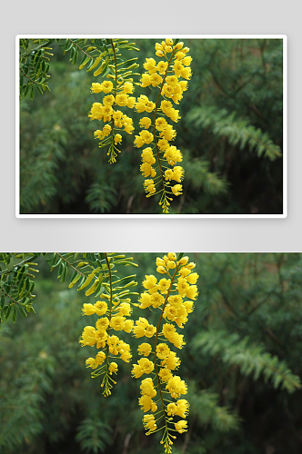 黄色洋槐花高清特写花卉图片