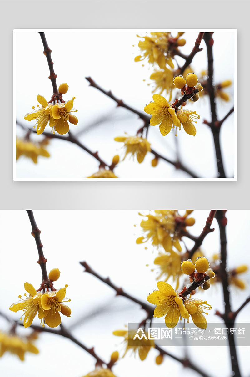 黄色腊梅梅花冬季雨天花带水珠图片素材