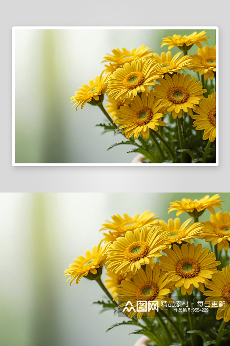 黄色雏菊植物特写图片素材