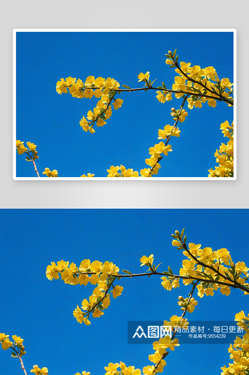 黄花树枝高清特写花卉图片素材