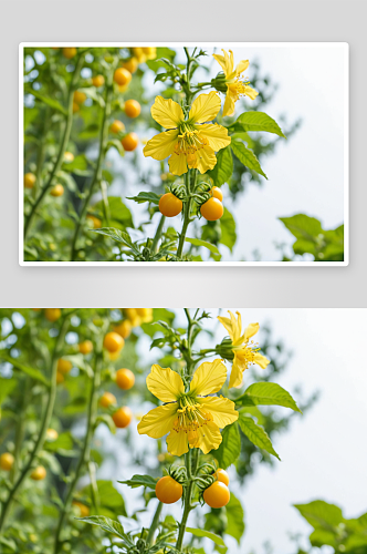 花园里盛开黄色番茄花图片
