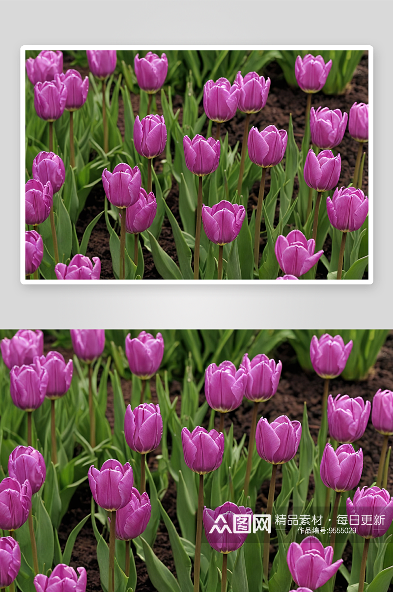 公园紫色郁金香花图片素材