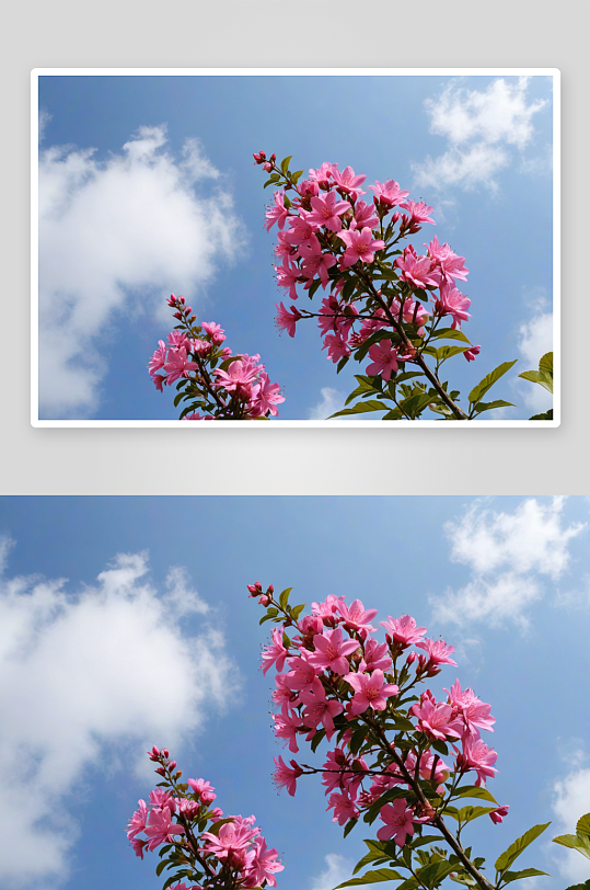 粉红色开花植物仰天俯视图片