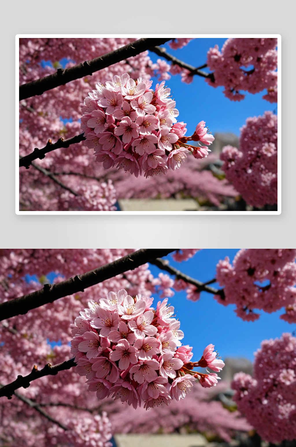 樱花盛开高清特写花卉图片素材