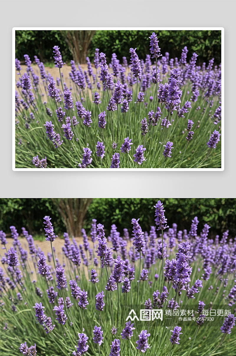 夏天淡紫色紫萼花盛开图片素材