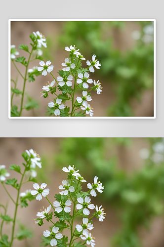 盛开芫花特写药用植物虚化背景图片