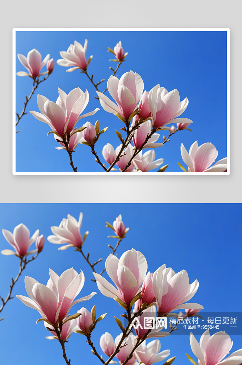 晴朗春天季节盛开白玉兰花图片素材