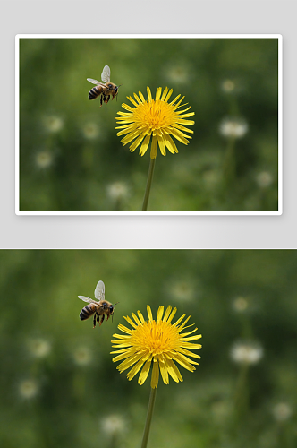 蜜蜂飞舞蒲公英花图片