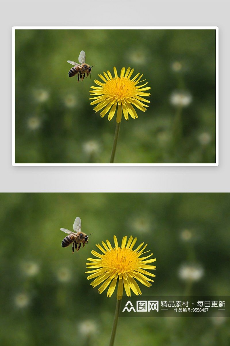 蜜蜂飞舞蒲公英花图片素材