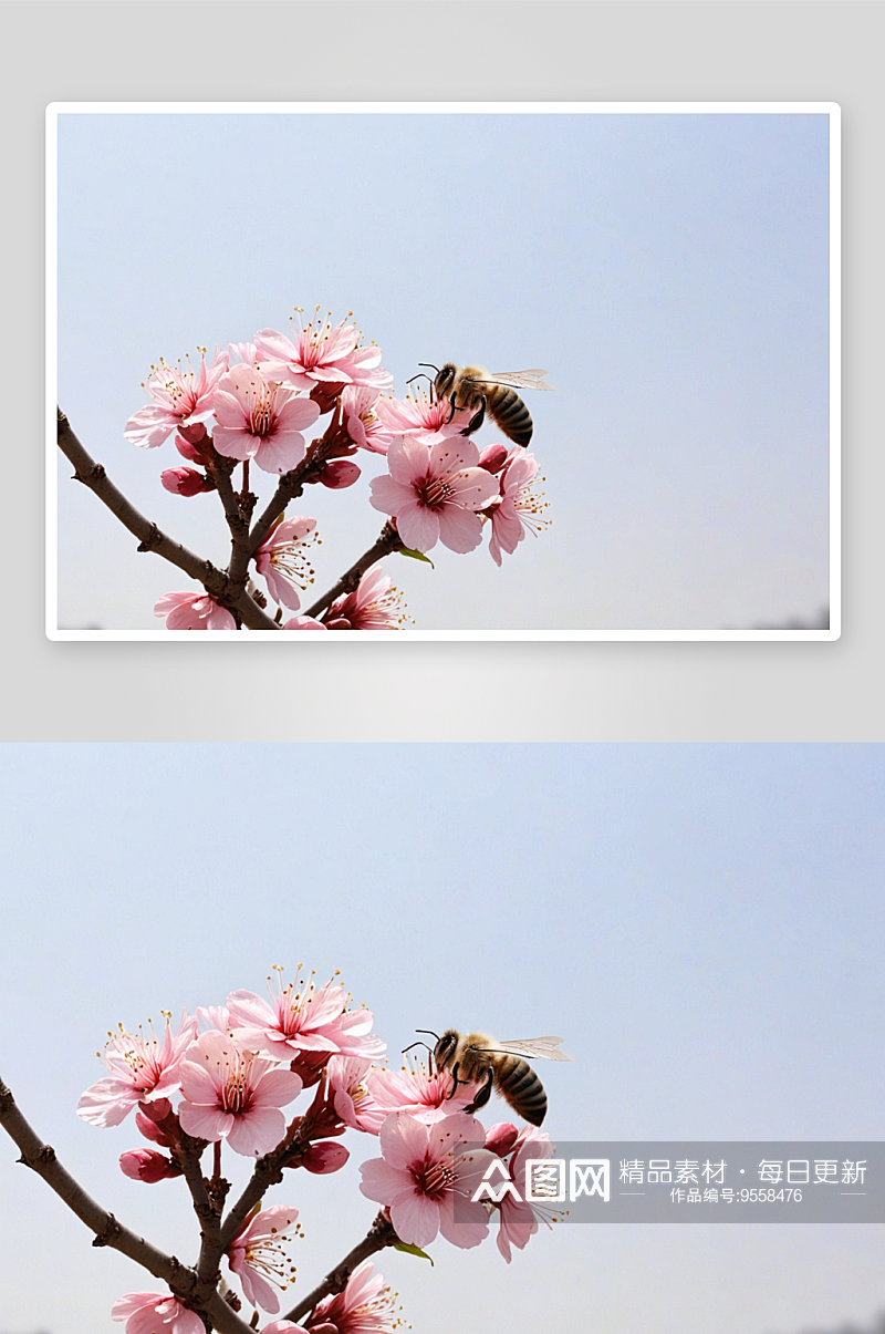 蜜蜂采花桃花盛开图片素材