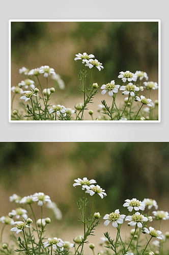 星星荠菜花高清特写花卉图片