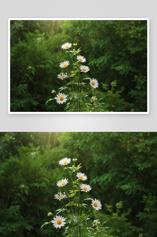 夏天植物花朵主题背景素材图片