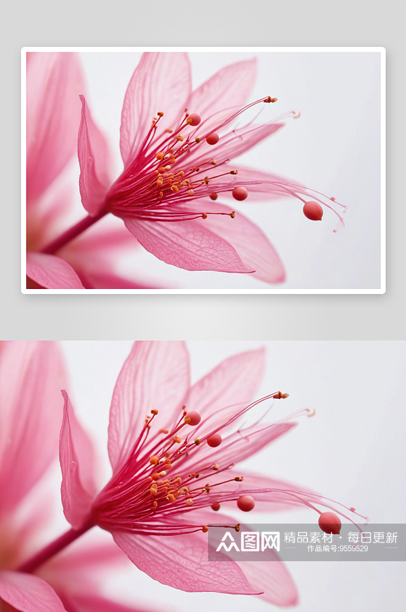 粉红花花蕊微拍图片素材