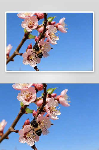 春天盛开李子花小蜜蜂图片