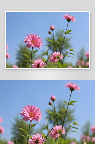 春天拍摄粉色单独花朵图片