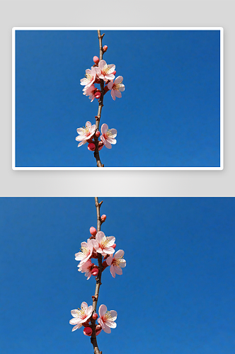 天晴空下盛放杏花桃花图片