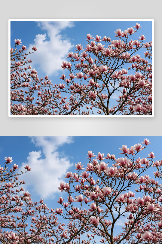 盛开玉兰花特写蓝天背景图片